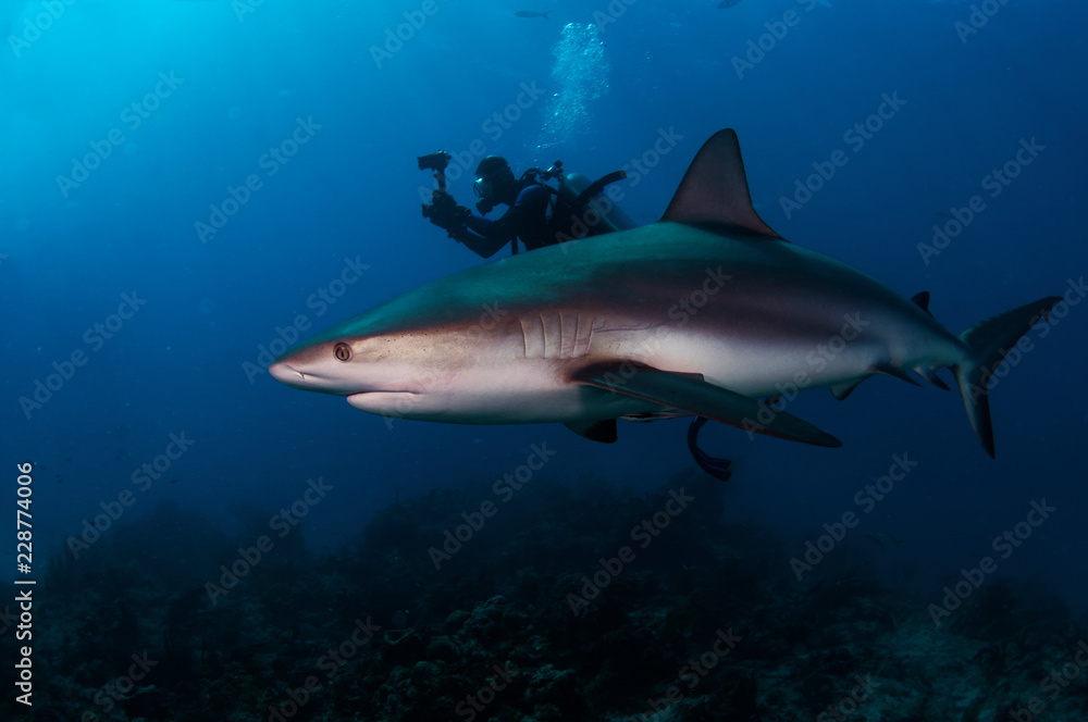 Caribbean Reef Shark Caribbean Reef Shark