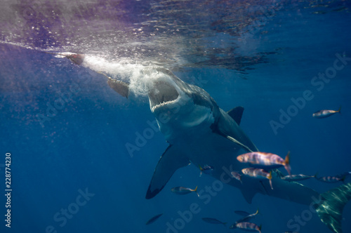 Great White Shark © scubagreg123