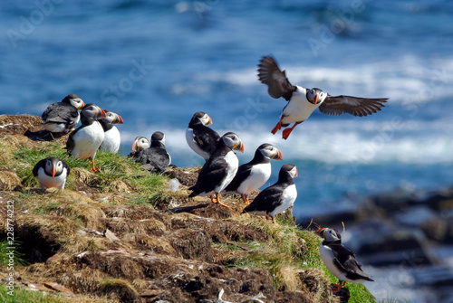Photo Puffins Preparing Nests For Young in Early Summer