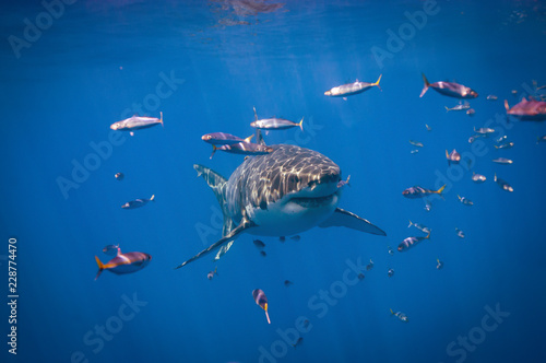 Great White Shark © scubagreg123