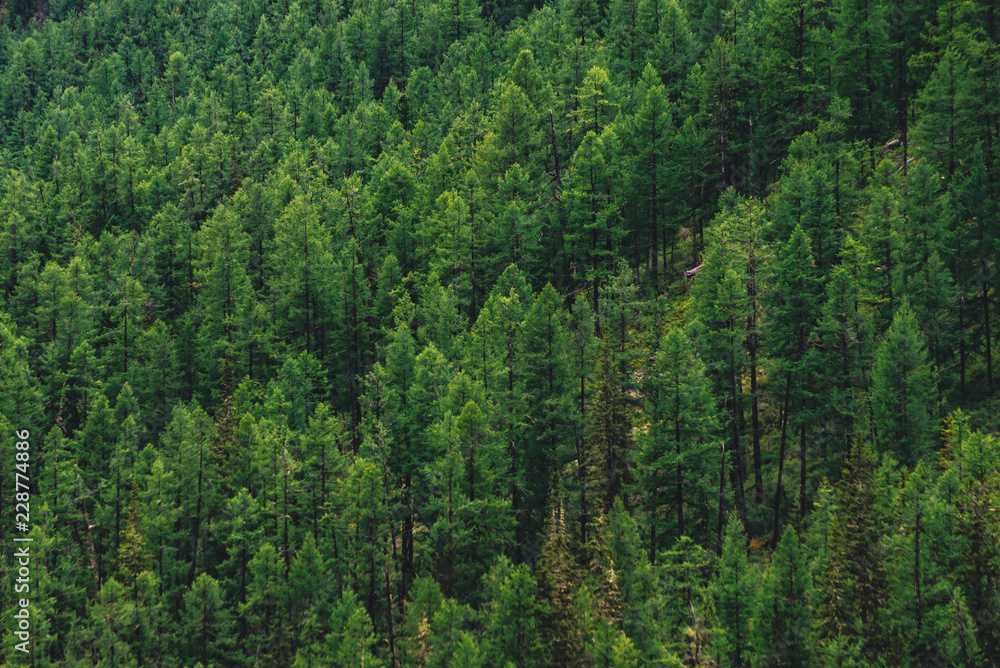 Detailed texture of conifer forest on hill close up. Background of tree tops on mountainside. Cones of conifer trees on steep slope with copy space. Detailed texture of conifer forest on hill close up. Background of tree tops on mountainside. Cones of conifer trees on steep slope with copy space.