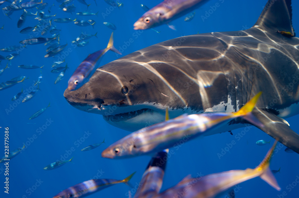 Naklejka premium Great White Sharks of Guadalupe.