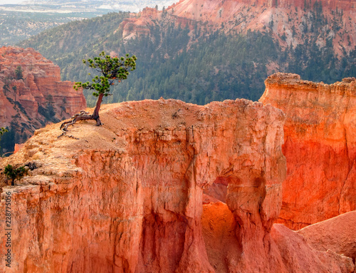 Small Cedar Tree Growing on Narrow Sandstone Ledge