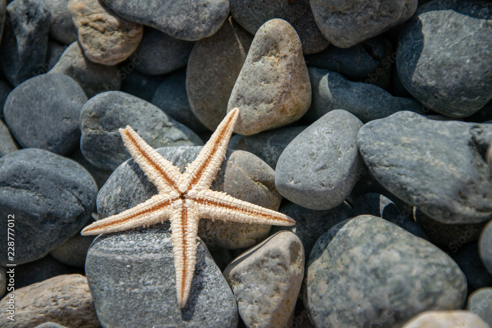 bright starfish lying on the rocks. vacation. bright starfish lying on the rocks. vacation.