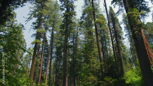 Panning up to the tree-line in Calaveras Big Trees State Park in California