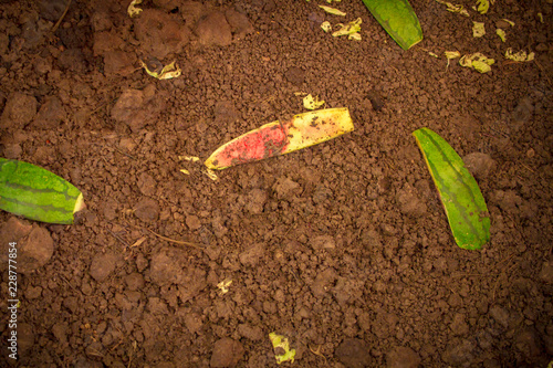 Soil and food waste in earthworm ponds
