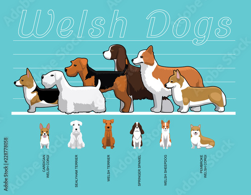 Welsh Dogs Size Comparison Set Cartoon Vector Illustration