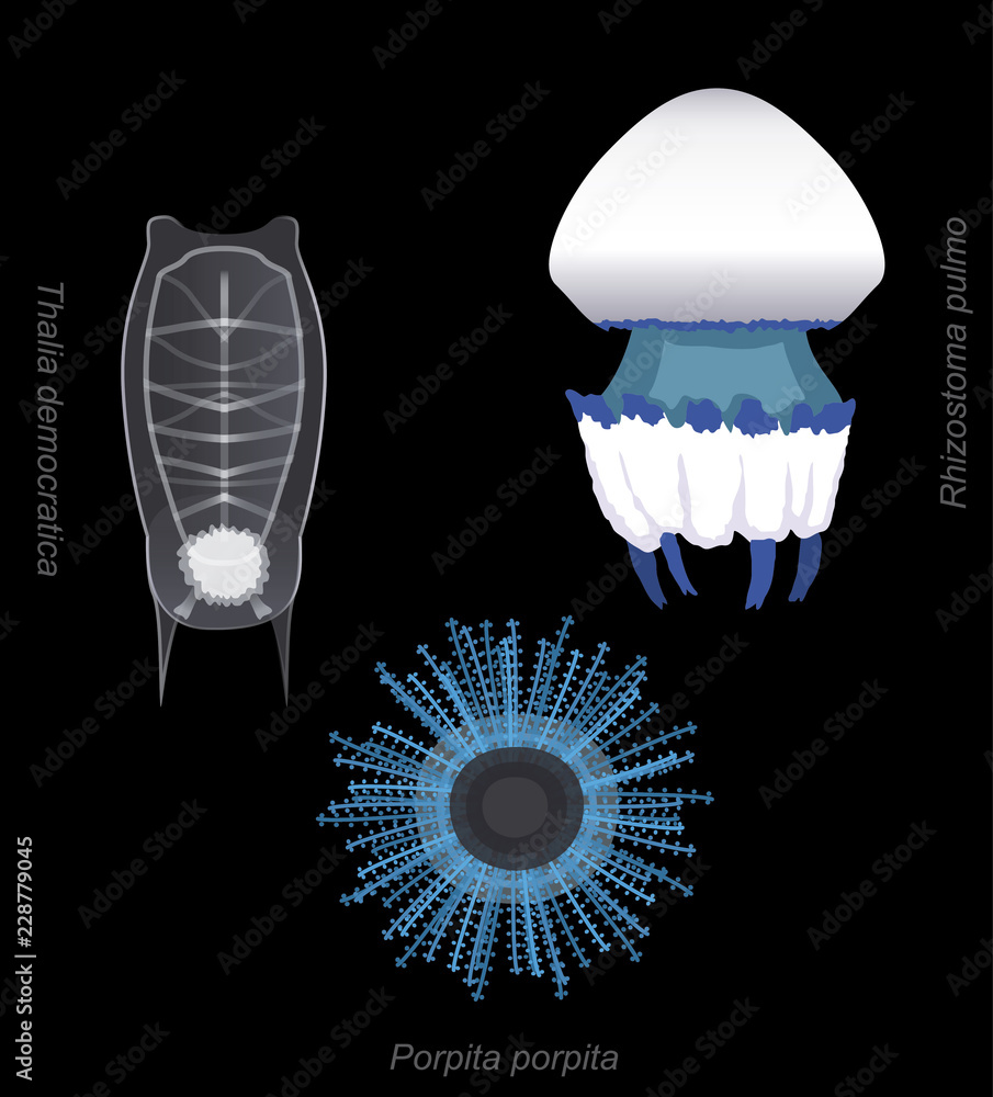 Fototapeta premium Łagodny zestaw meduzy Stinger ilustracji wektorowych kreskówki Porpita
