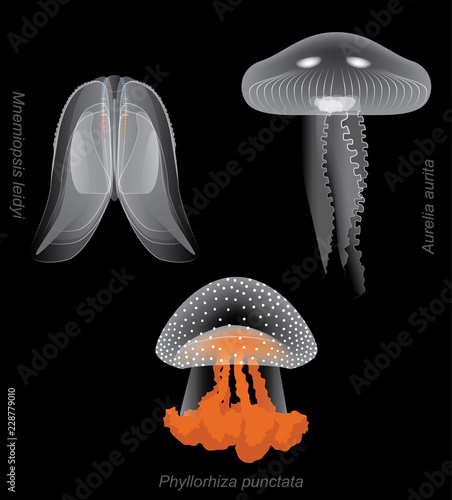 Mild Stinger Jellyfish Set Aurelia Cartoon Vector Illustration
