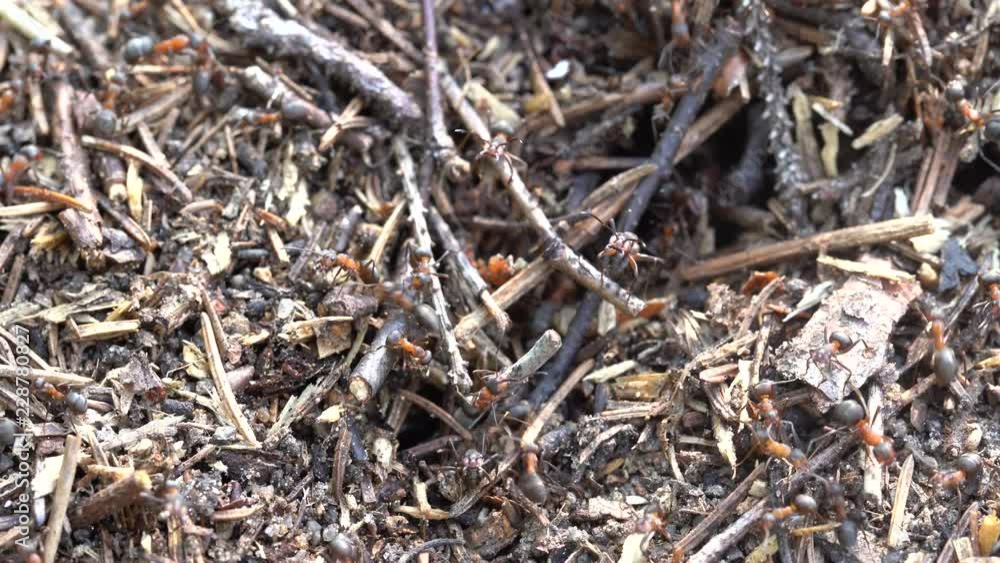 Big anthill in the woods. Big anthill with colony of ants in summer forest. Ants on the ant hill in the woods closeup, macro Big anthill in the woods. Big anthill with colony of ants in summer forest. Ants on the ant hill in the woods closeup, macro