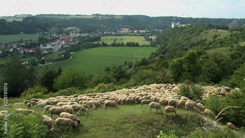 Flock Of Sheep on jurassic hills over Altmuehltal near Eichstaett with Willibaldsburg in the back, Bavaria, Germany. photo