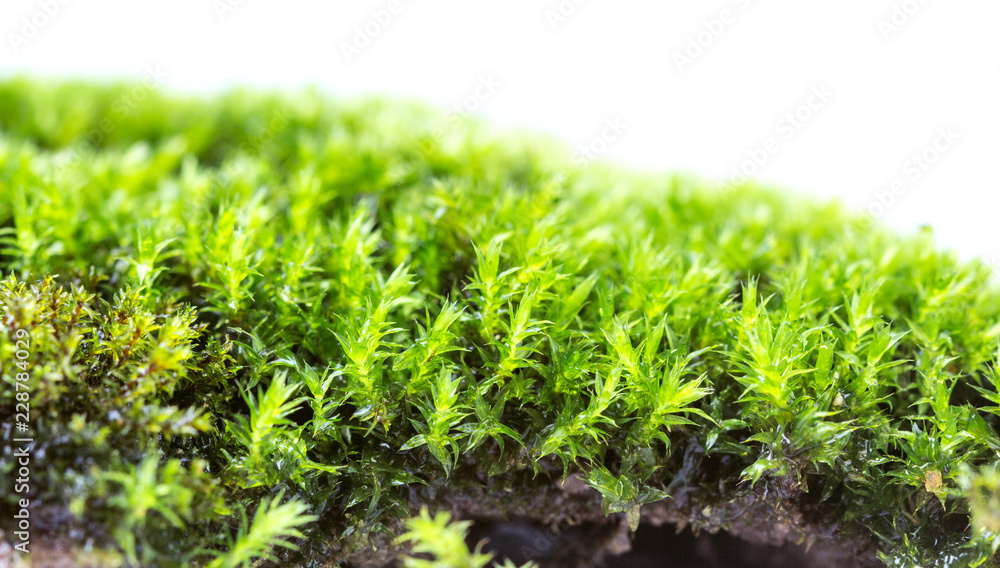 Green moss isolated on white background close up.. Green moss isolated on white background close up..