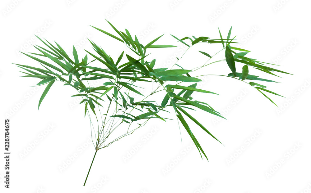 bamboo isolated on gray background with clipping path bamboo isolated on gray background with clipping path