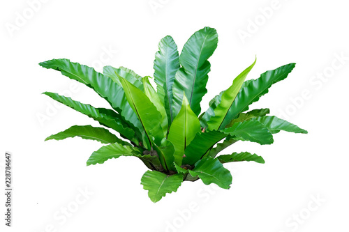 plant isolated on white background with clipping path