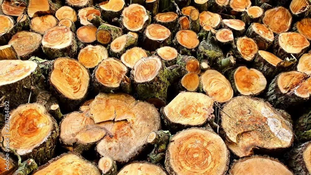 A pile of woods in the house storage. Raw barked wood logs in a storage. Heap of wood logs ready for winter. Stack of chopped firewood. A pile of woods in the house storage. Raw barked wood logs in a storage. Heap of wood logs ready for winter. Stack of chopped firewood.