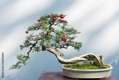 Curved bonsai tree with red fruits on a table against a white wall