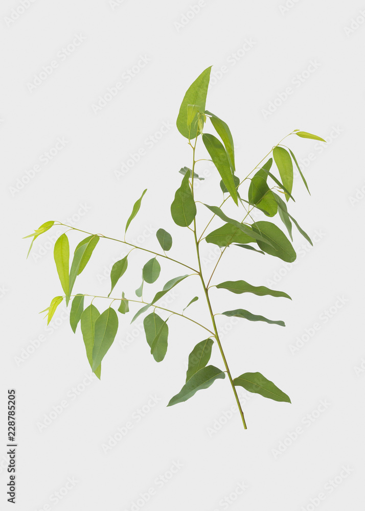 Fototapeta premium eucalyptus isolated on gray background with clipping path