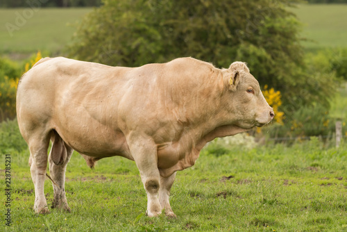 Charolais bull in profile