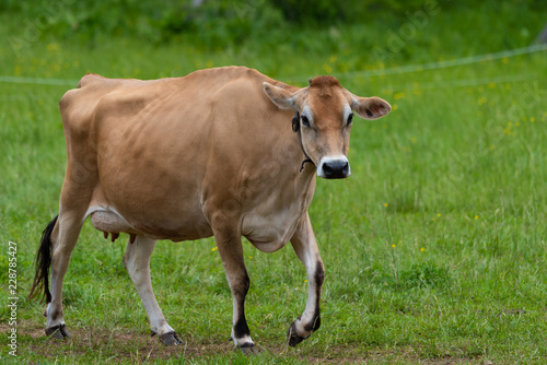 Jersey cow walking back home in the evening