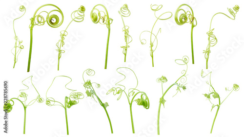 Green ivy plant  isolated on gray background, clipping path