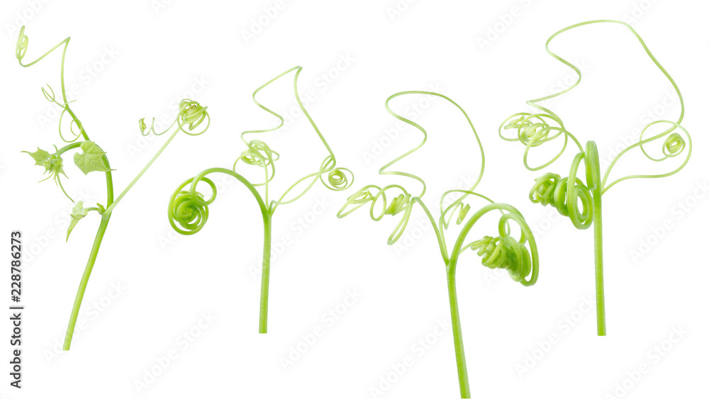 Green ivy plant  isolated on gray background, clipping path
