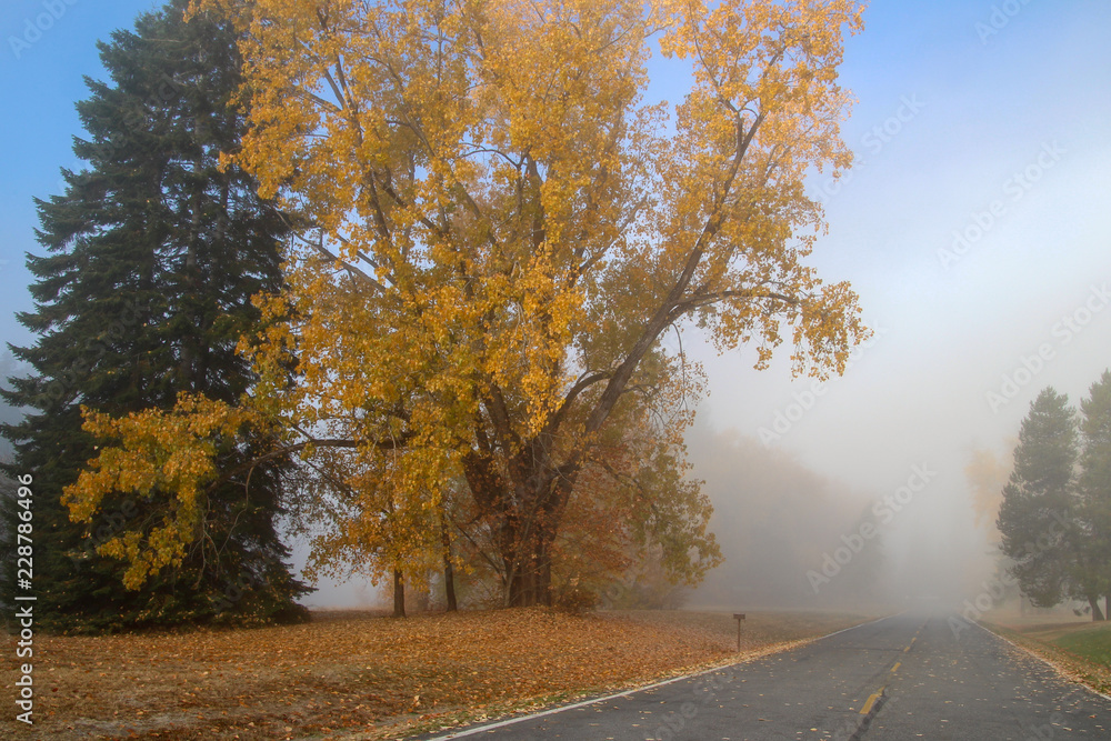 Fototapeta premium Misty Fog Travel