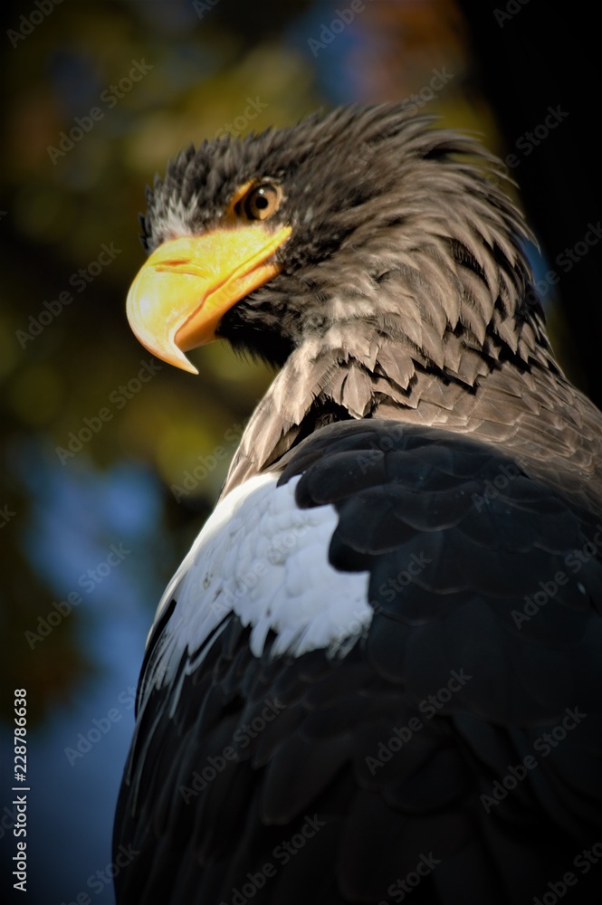 Obraz premium 凛々しいオジロワシ
