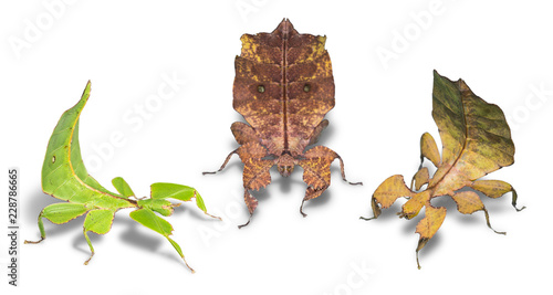 Three forms female leaf insect (Phyllium ericoriai)