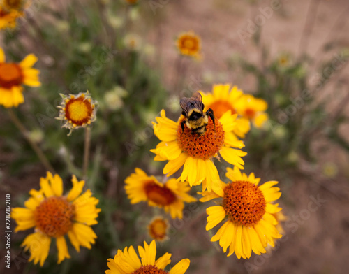 Honey bee on wildflower