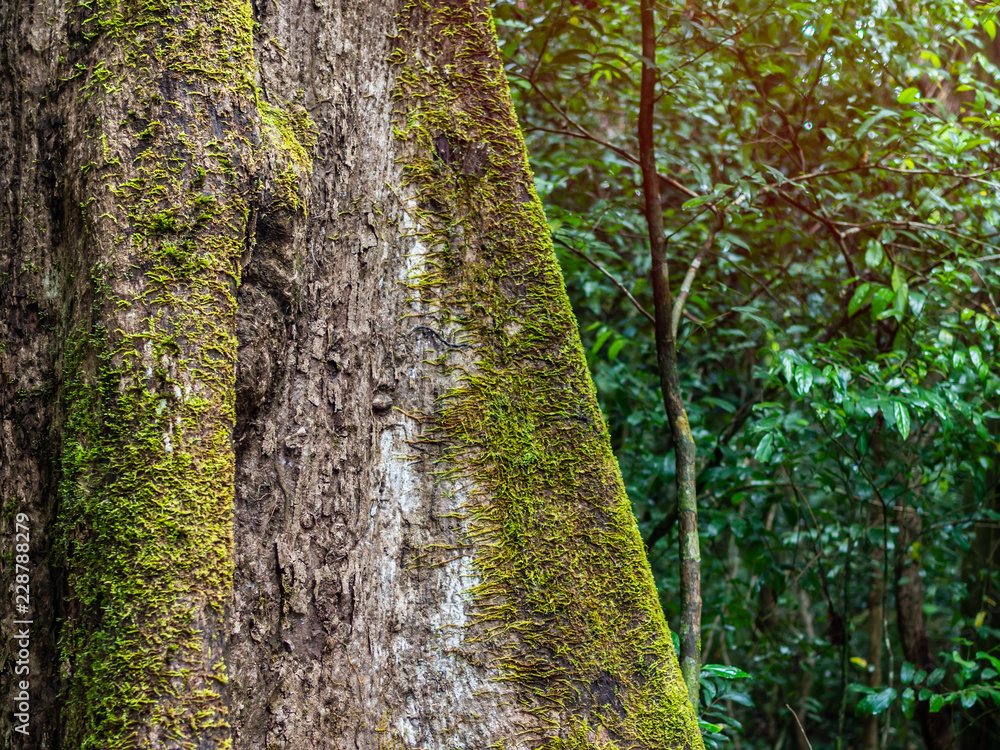 Obraz premium Green moss on the tree