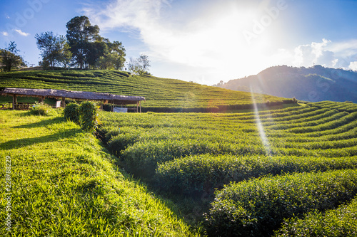 Beautiful landscape panorama view of 101 tea plantation in bright day on blue sky background , tourist attraction at Doi Mae Salong Mae Fah Luang Chiang Rai province in thailand. photo