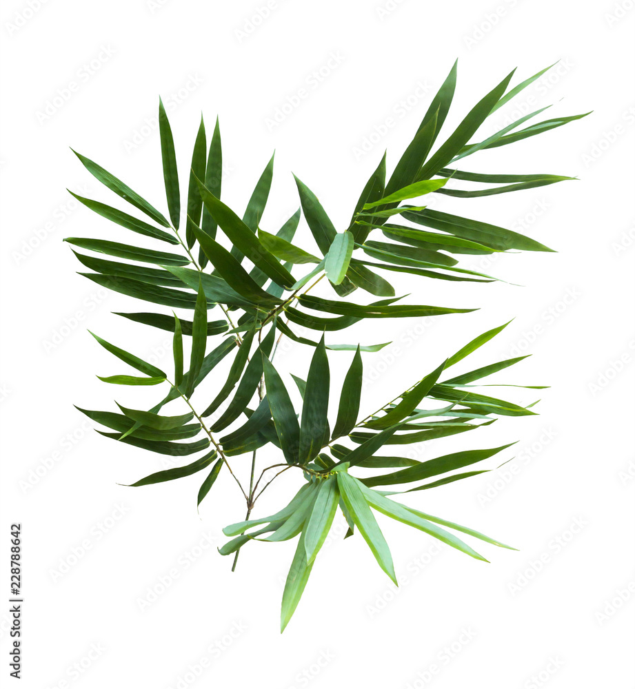 bamboo isolated on gray background with clipping path bamboo isolated on gray background with clipping path
