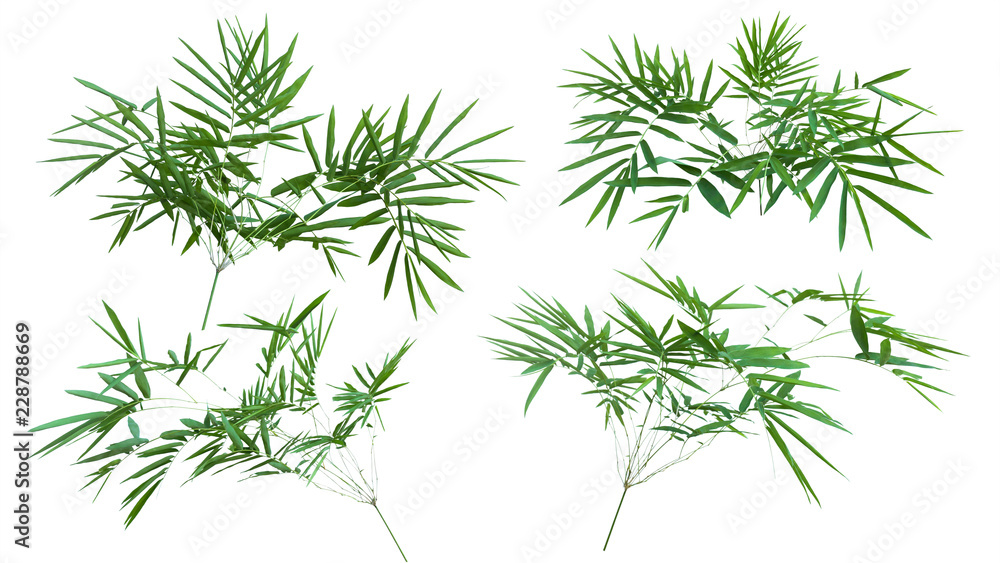 Obraz premium bamboo isolated on white background with clipping path.