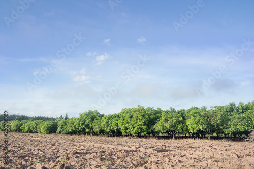 mango field of a flowering in tropical country. agricultural concept