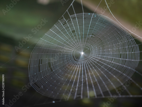Spiderweb on dark green background
