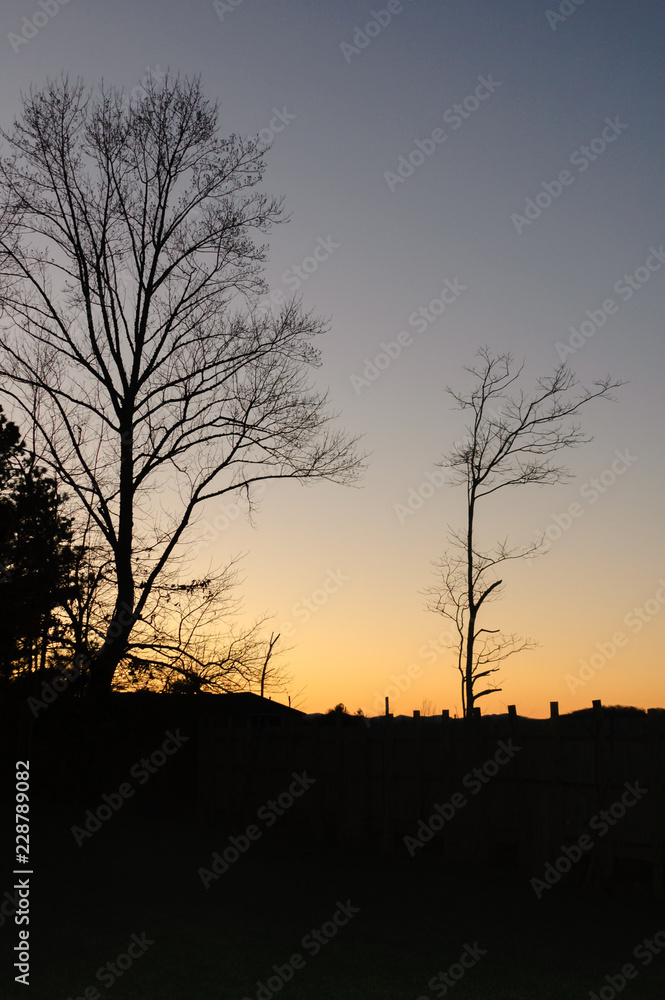 Vertical photo of bare winter trees silhouetted against the sky at golden hour