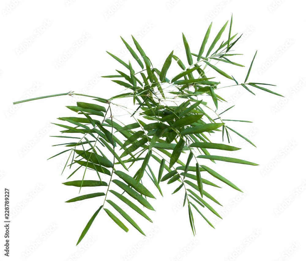 bamboo isolated on gray background with clipping path bamboo isolated on gray background with clipping path