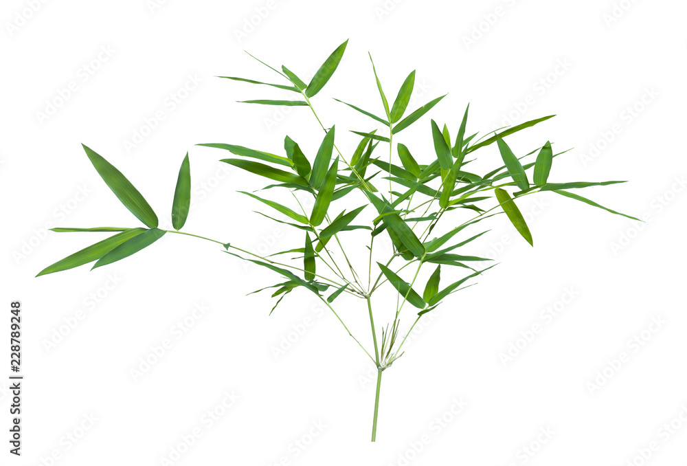 Fototapeta premium bamboo isolated on gray background with clipping path