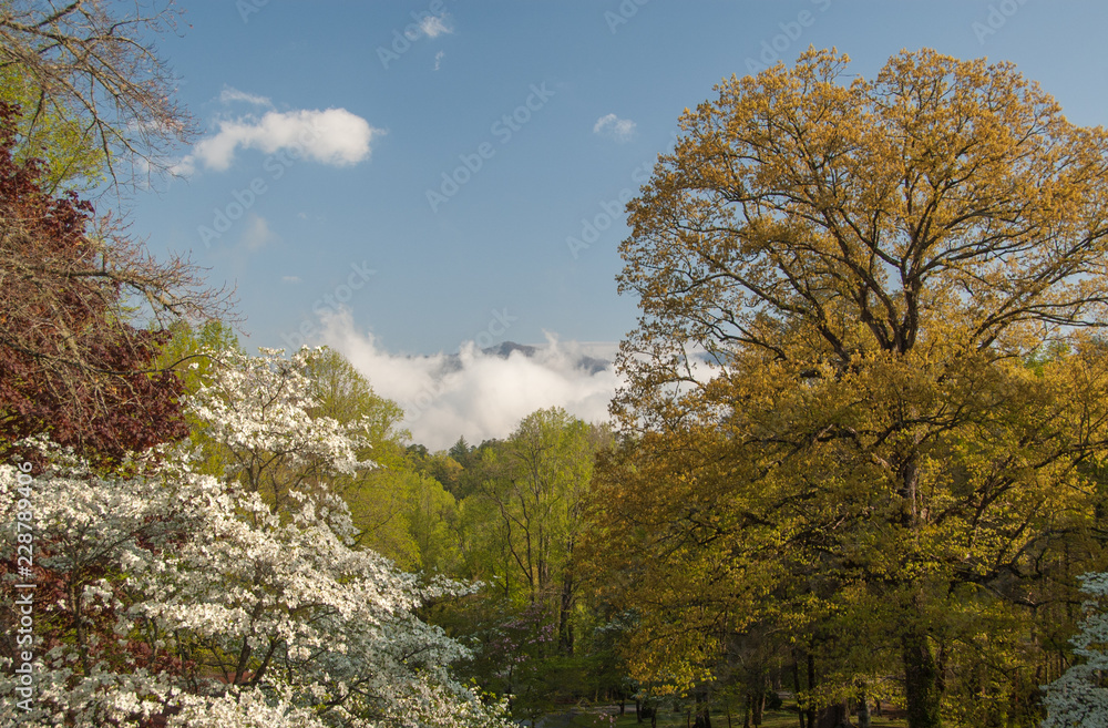 Spring trees in the mountains with blooming white dogwood