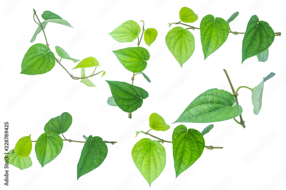 Green betel leaf isolated on the white background with clipping path. Green betel leaf isolated on the white background with clipping path.