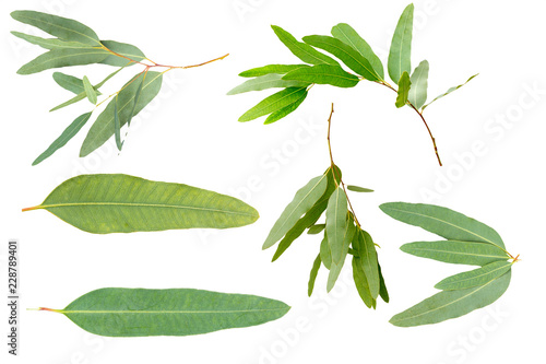 eucalyptus isolated on white background with clipping path