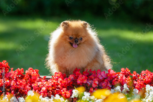 german spitz dog sitting in front of a flower bed with red flowers on background of green grass
