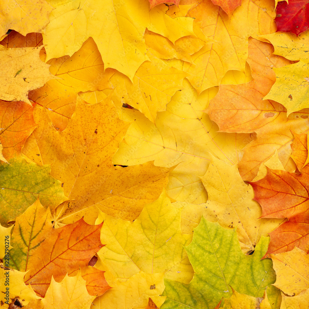 Closeup of autumn leaves lie on the ground. A bunch of colorful leaves of marple, yellow, red, green, orange. Flat lay. Autumn concept Closeup of autumn leaves lie on the ground. A bunch of colorful leaves of marple, yellow, red, green, orange. Flat lay. Autumn concept