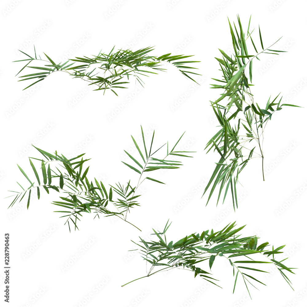 bamboo isolated on white background with clipping path. bamboo isolated on white background with clipping path.
