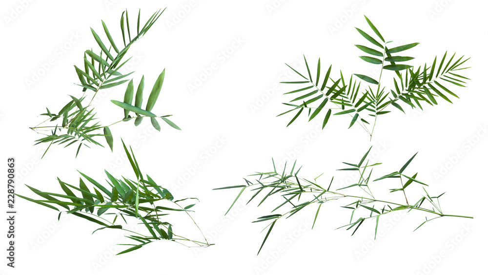 Fototapeta premium bamboo isolated on white background with clipping path.