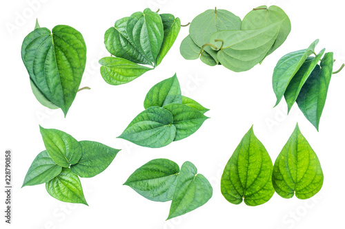Green betel leaf isolated on the white background with clipping path. © bumbumbo