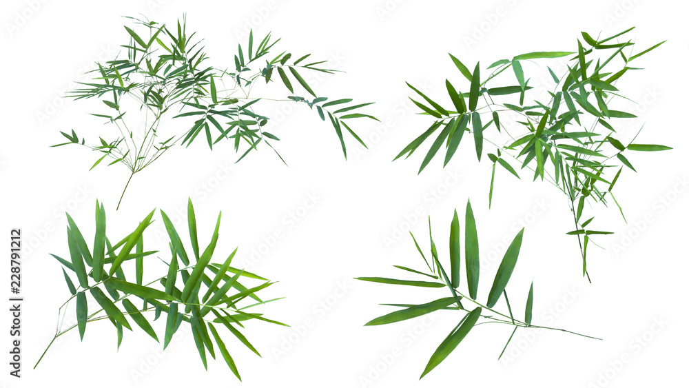 Fototapeta premium bamboo isolated on white background with clipping path.