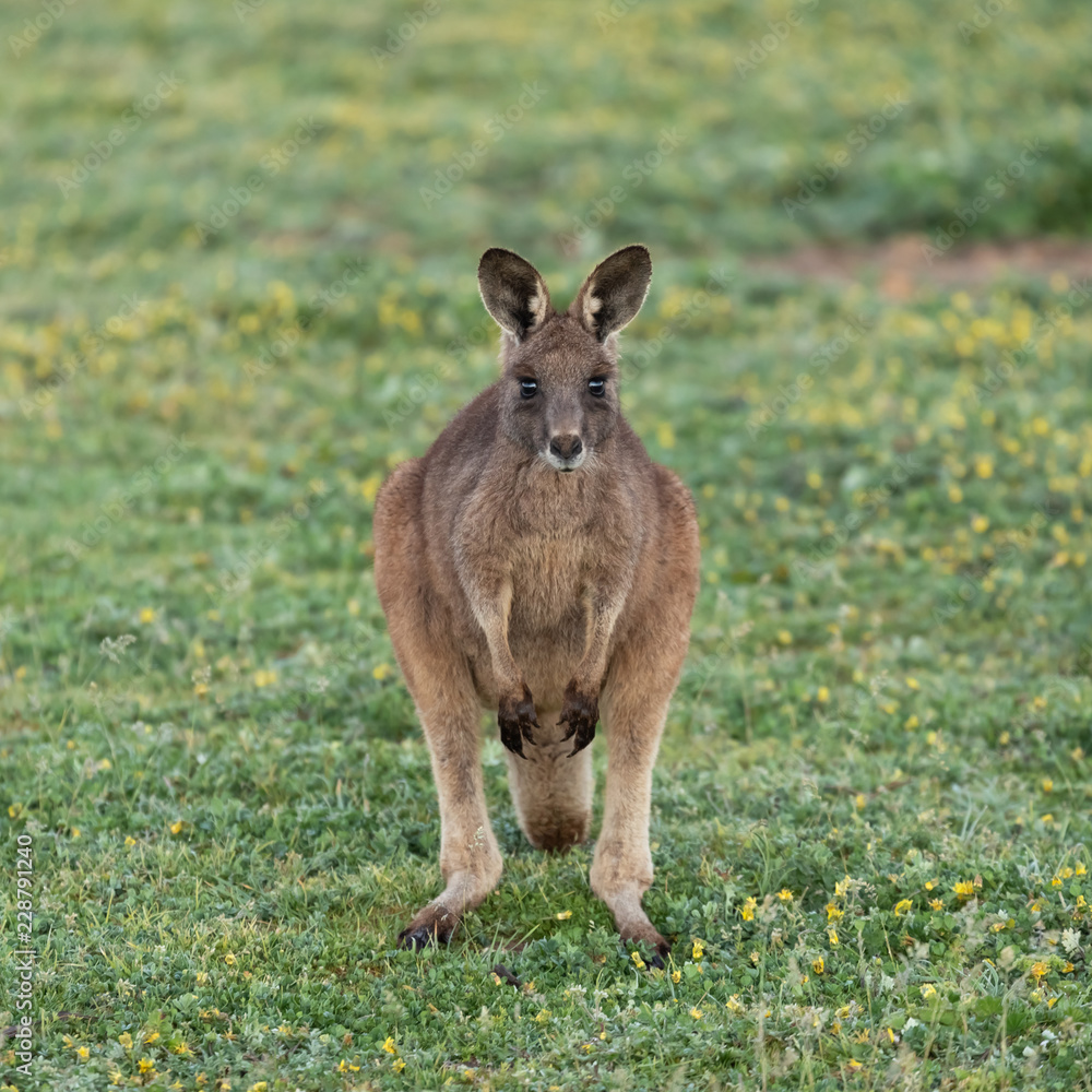 Fototapeta premium kangaroo in the grass