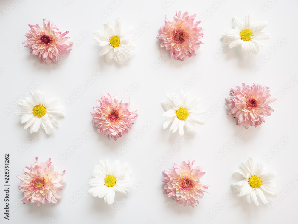 Obraz premium Top view of pink and white flowers, those are called Chrysanthemum, placed arranged around of frame on white background 