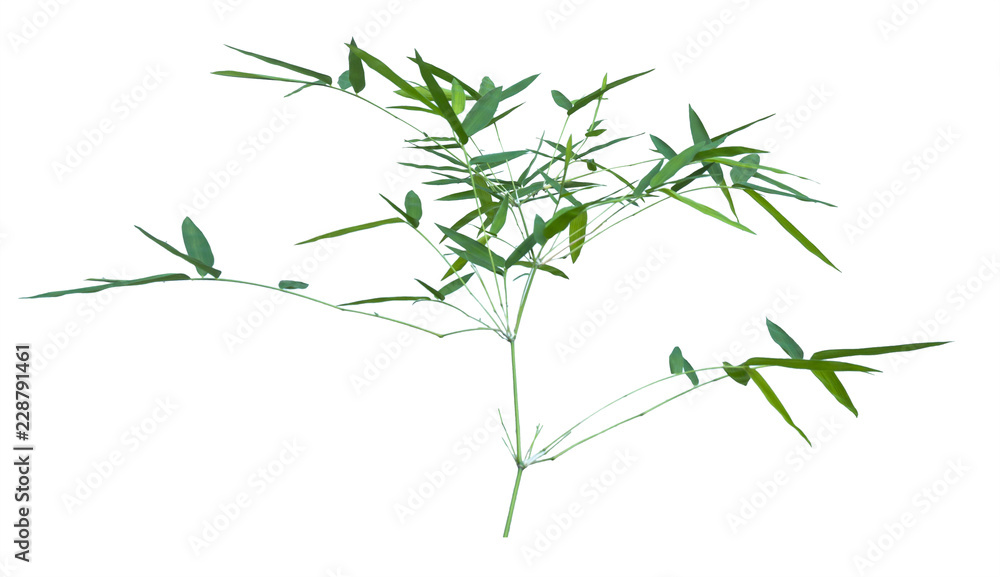 Fototapeta premium bamboo isolated on gray background with clipping path